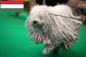 Přečtete si více ze článku Chovatelé a štěňata komondorů v Maďarsku