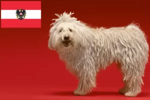 Přečtete si více ze článku Chovatelé komondorů a štěňata v Rakousku