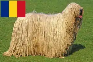 Přečtete si více ze článku Chovatelé komondorů a štěňata v Rumunsku