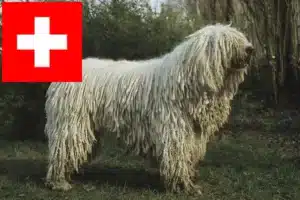 Přečtete si více ze článku Chovatelé komondorů a štěňata ve Švýcarsku