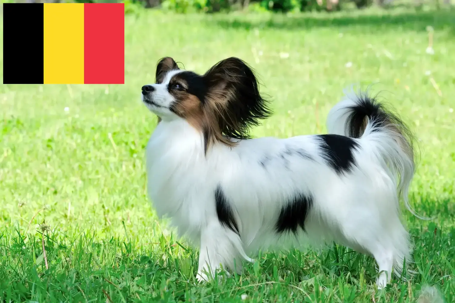 Kontinentální miniaturní španěl štěňata a chovatelé Belgie Zde najdete chovatele kontinentálních trpasličích španělů v Belgii.
