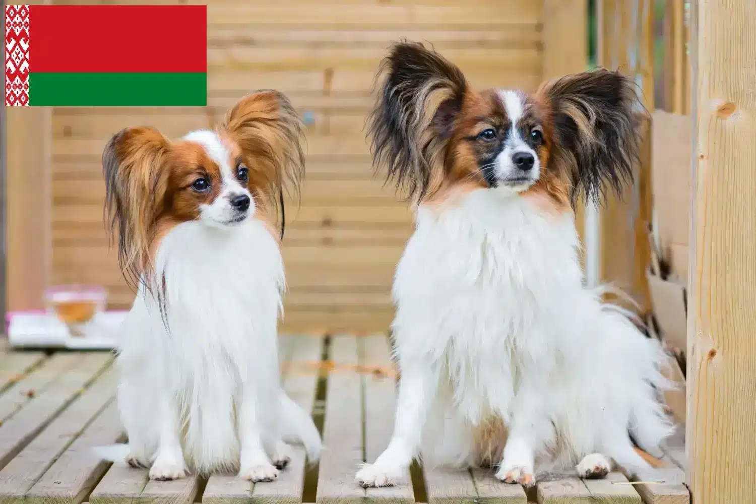 Kontinentální miniaturní španěl štěňata a chovatelé Bělorusko Zde najdete chovatele kontinentálních trpasličích španělů v Bělorusku.