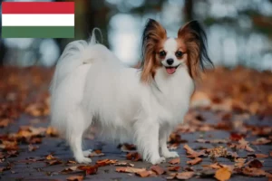 Přečtete si více ze článku Kontinentální trpasličí španěl – chovatelé a štěňata v Maďarsku