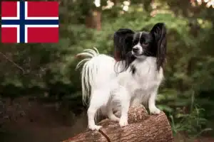 Přečtete si více ze článku Kontinentální trpasličí španěl chovatel a štěňata v Norsku