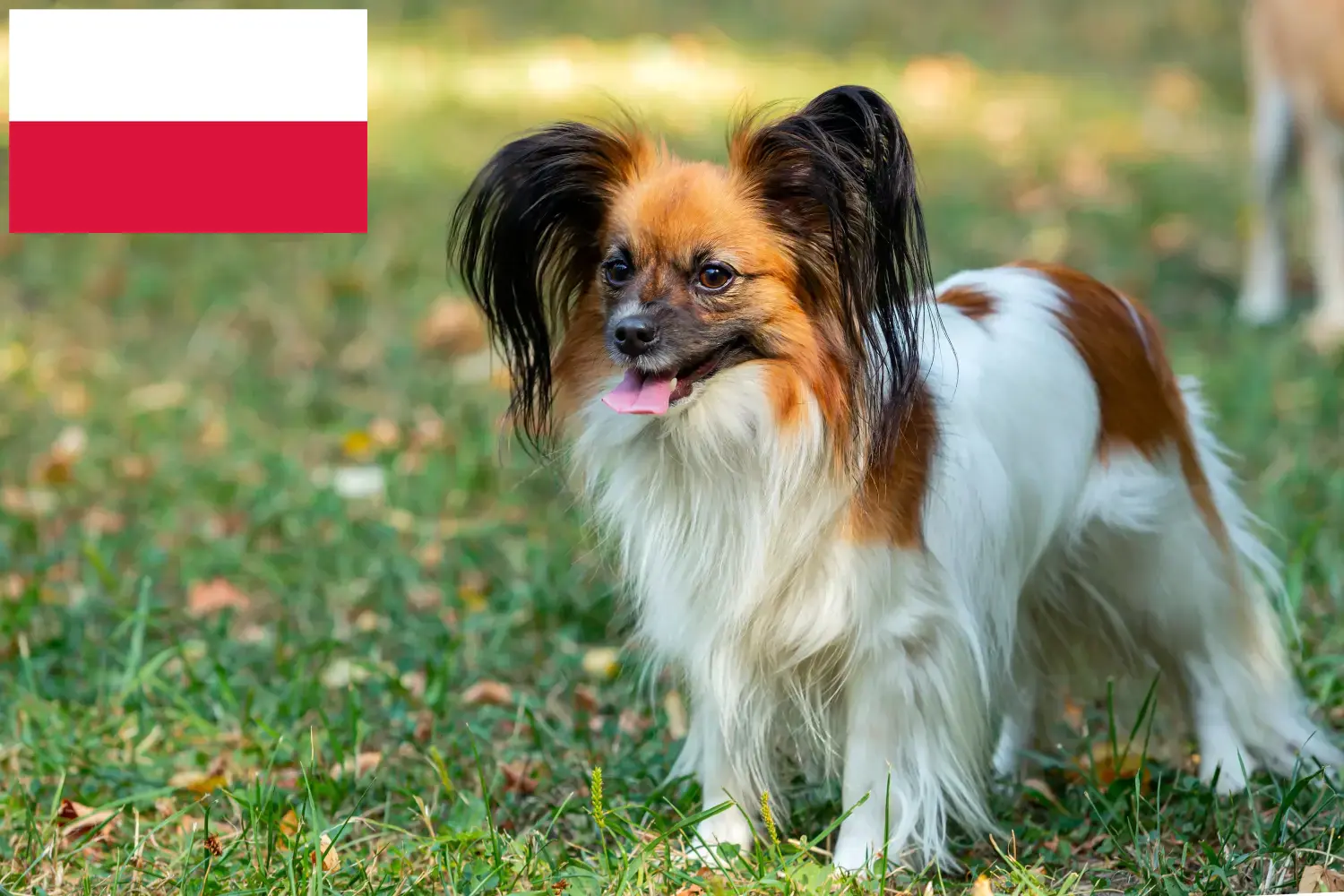 Kontinentální trpasličí španěl štěňata a chovatelé Polsko Zde najdete chovatele kontinentálních trpasličích španělů v Polsku.