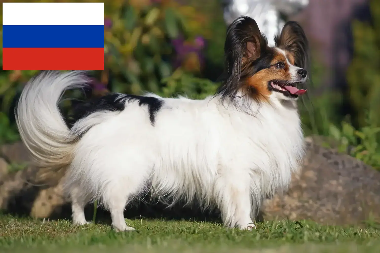 Kontinentální trpasličí španěl štěňata a chovatelé Rusko Zde najdete chovatele kontinentálních trpasličích španělů v Rusku.
