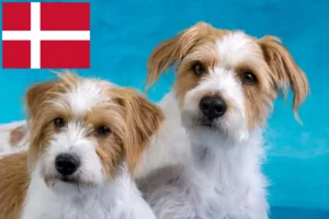 Přečtete si více ze článku Chovatelé a štěňata Kromfohrländer v Dánsku