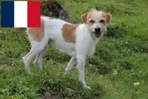 Přečtete si více ze článku Chovatelé a štěňata Kromfohrländer ve Francii