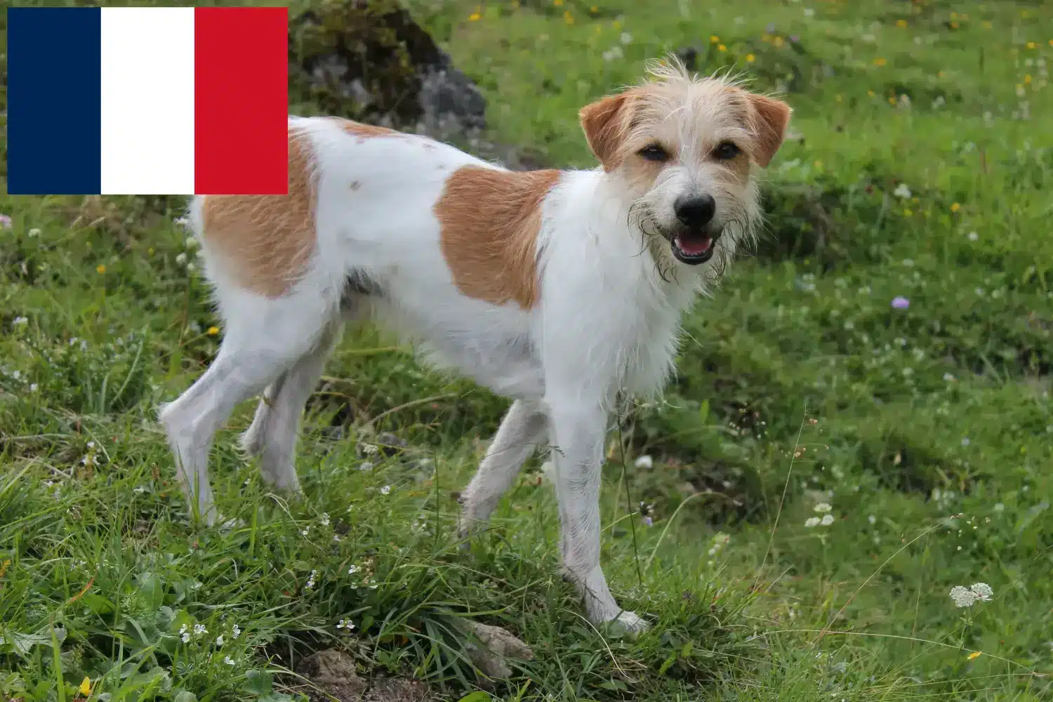 Kromfohrländer štěňata a chovatelé Francie Zde naleznete chovatele plemene Kromfohrländer ve Francii.