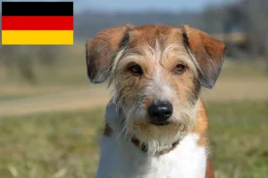 Přečtete si více ze článku Chovatelé a štěňata Kromfohrländer v Německu