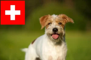 Přečtete si více ze článku Chovatelé a štěňata Kromfohrländer ve Švýcarsku