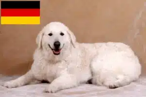 Přečtete si více ze článku Chovatelé kuvaszů a štěňat v Německu