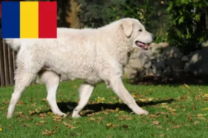 Přečtete si více ze článku Chovatelé a štěňata Kuvasz v Rumunsku