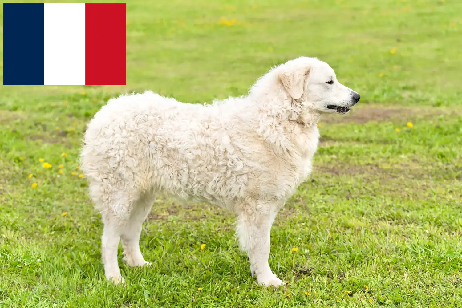 Kuvasz štěňata a chovatelé Francie Zde naleznete chovatele plemene Kuvasz ve Francii.