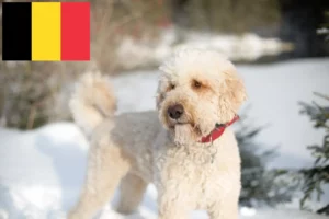 Přečtete si více ze článku Chovatelé labradoodlů a štěňat v Belgii