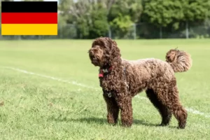 Přečtete si více ze článku Chovatelé labradoodlů a štěňat v Německu