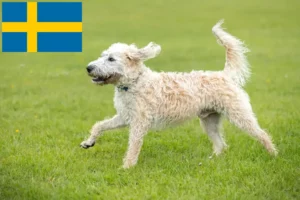 Přečtete si více ze článku Chovatelé labradoodlů a štěňat ve Švédsku