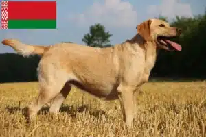 Přečtete si více ze článku Chovatelé labradorů a štěňat v Bělorusku