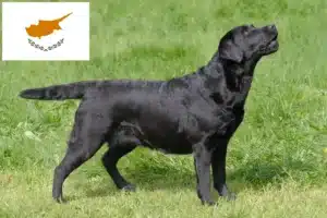 Přečtete si více ze článku Chovatelé labradorů a štěňat na Kypru