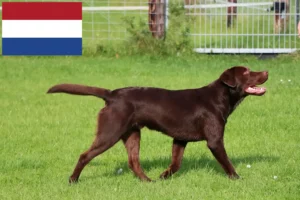Přečtete si více ze článku Chovatelé labradorů a štěňat v Nizozemsku