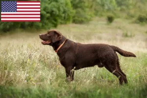 Přečtete si více ze článku Chovatelé labradorů a štěňat v USA