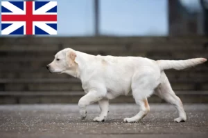Přečtete si více ze článku Chovatelé labradorů a štěňat ve Velké Británii