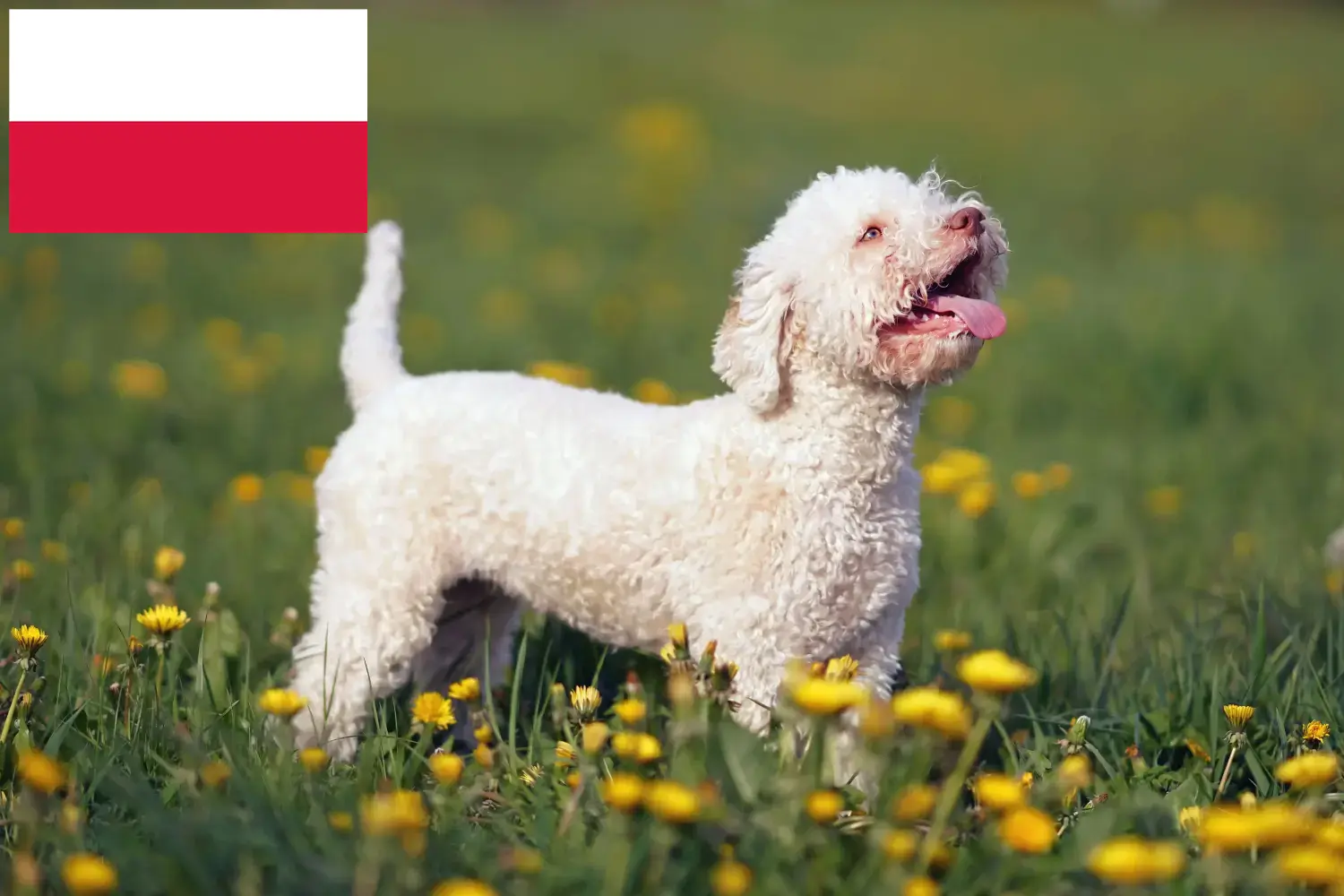 Lagotto Romagnolo štěňata a chovatelé Polsko Zde najdete chovatele Lagotto Romagnolo v Polsku.