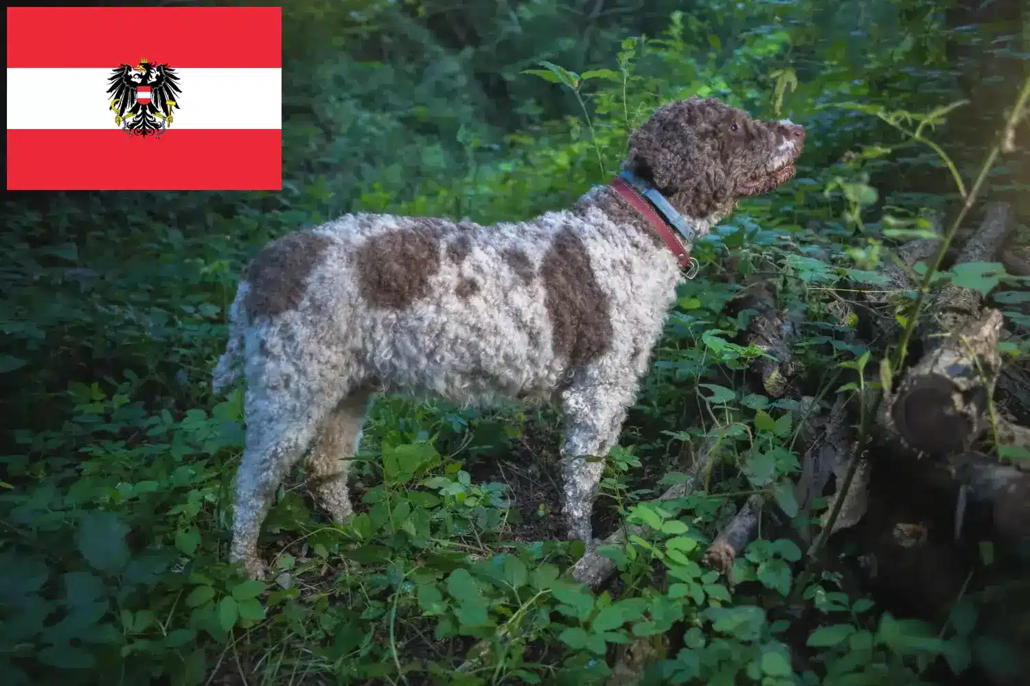 Lagotto Romagnolo štěňata a chovatelé Rakousko Zde najdete chovatele Lagotto Romagnolo v Rakousku.