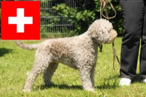Přečtete si více ze článku Chovatelé a štěňata Lagotto Romagnolo ve Švýcarsku