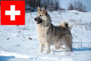 Přečtete si více ze článku Chovatelé a štěňata Lajky ve Švýcarsku