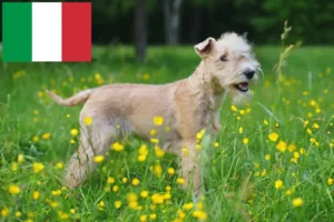 Přečtete si více ze článku Chovatelé a štěňata Lakeland teriérů v Itálii