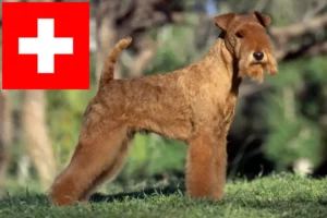 Přečtete si více ze článku Chovatelé a štěňata Lakeland teriérů ve Švýcarsku