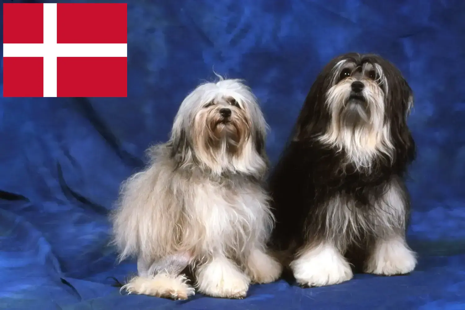 Löwchen štěňata a chovatelé Dánsko Zde najdete chovatele Löwchenů v Dánsku.
