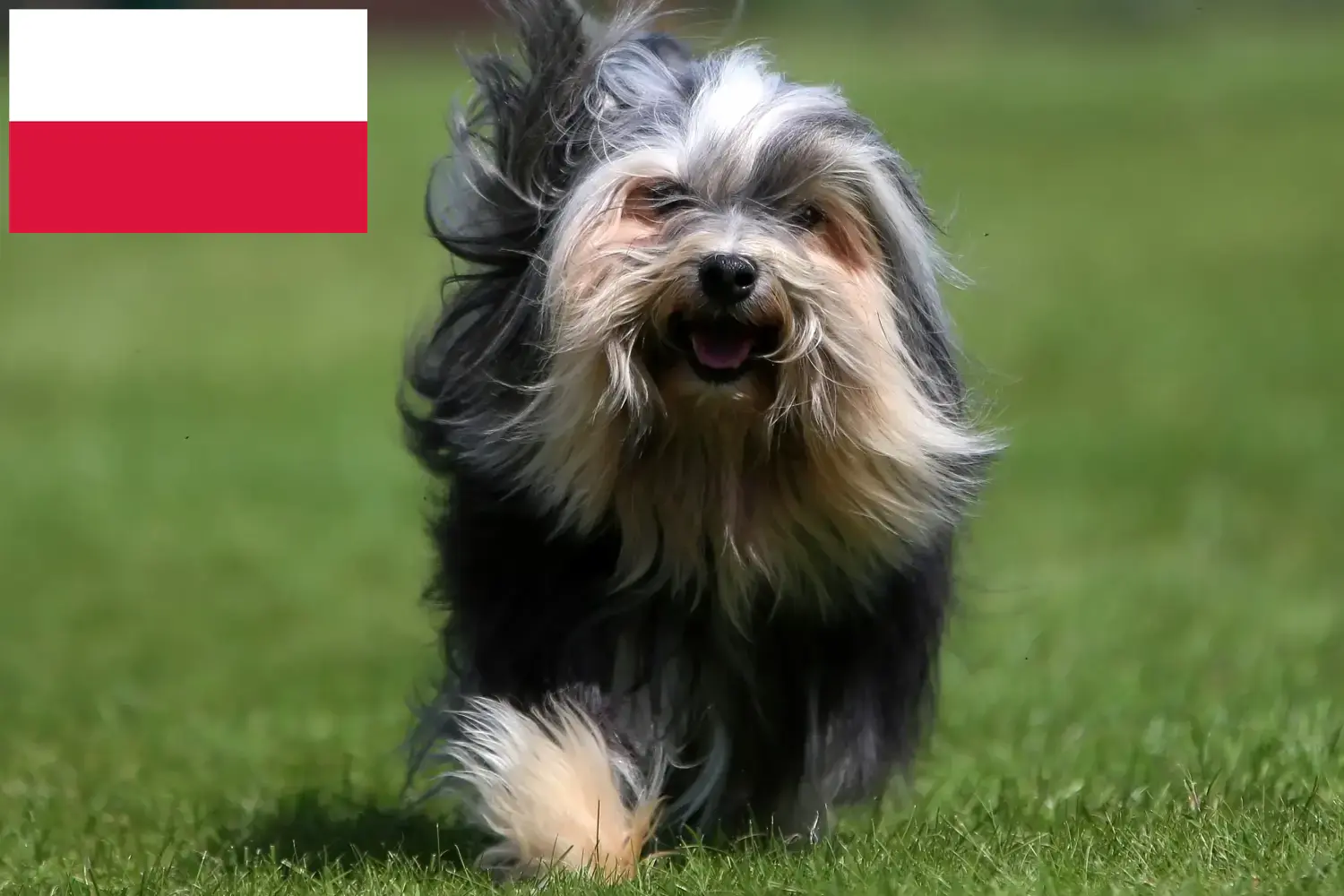Löwchen štěňata a chovatelé Polsko Zde najdete chovatele Löwchenů v Polsku.