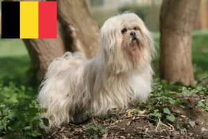 Přečtete si více ze článku Chovatelé a štěňata Lhasa Apso v Belgii