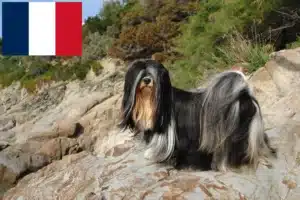 Přečtete si více ze článku Chovatelé a štěňata Lhasa Apso ve Francii