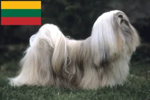 Přečtete si více ze článku Chovatelé a štěňata Lhasa Apso v Litvě