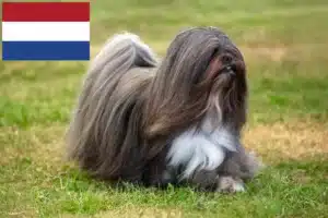Přečtete si více ze článku Chovatelé a štěňata Lhasa Apso v Nizozemsku