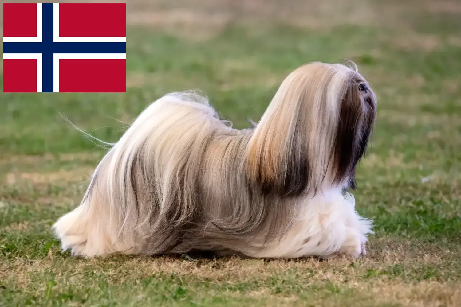 Lhasa Apso štěňata a chovatelé Norsko Zde naleznete chovatele plemene Lhasa Apsos v Norsku.