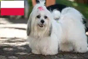Přečtete si více ze článku Chovatelé a štěňata Lhasa Apso v Polsku