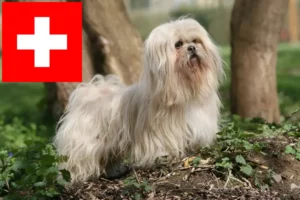 Přečtete si více ze článku Chovatelé a štěňata Lhasa Apso ve Švýcarsku