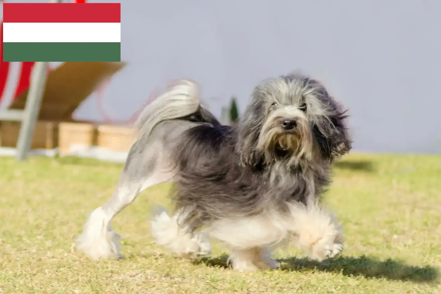 Löwchen štěňata a chovatelé Maďarsko Zde najdete chovatele Löwchenů v Maďarsku.