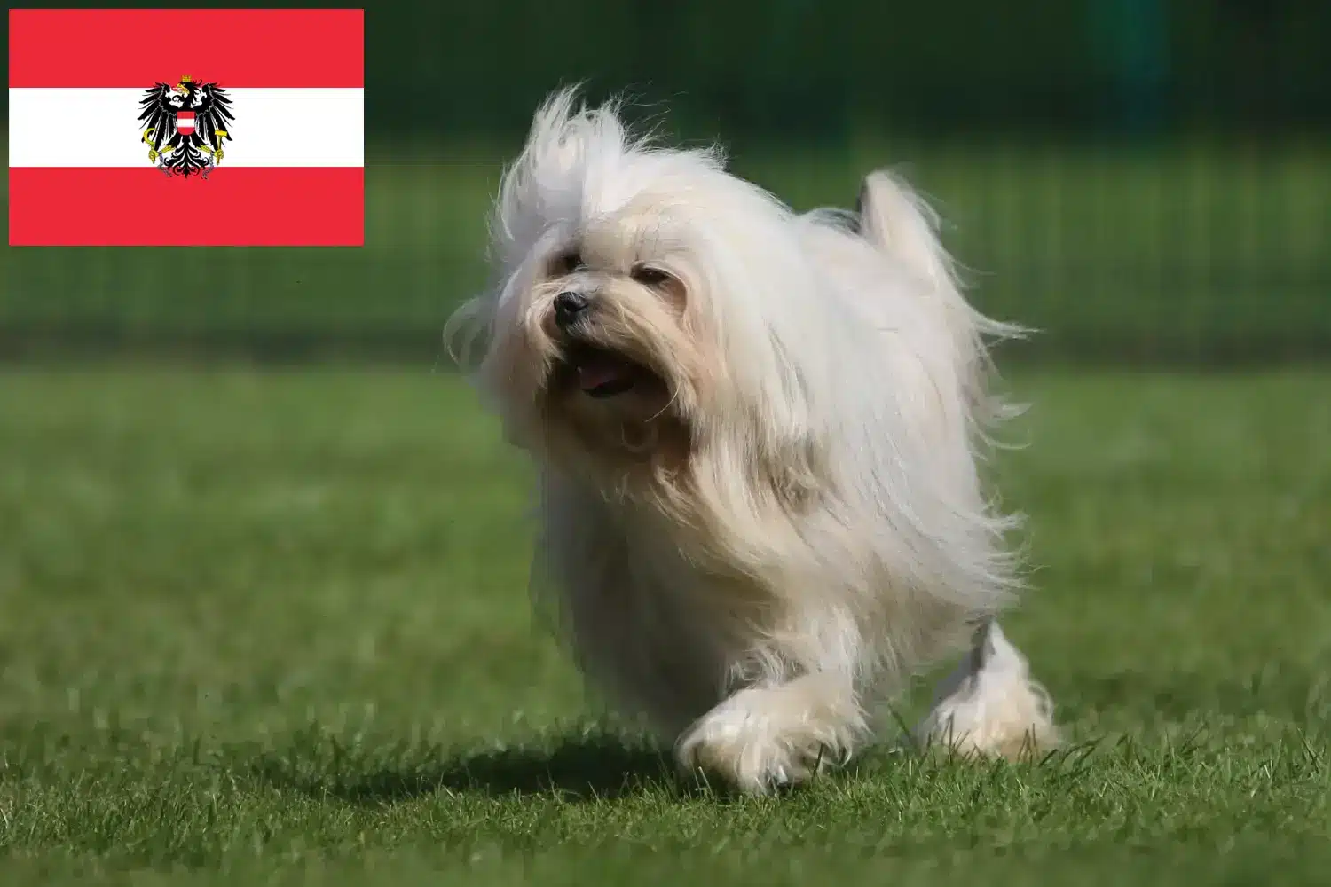 Löwchen štěňata a chovatelé Rakousko Zde najdete chovatele Löwchen v Rakousku.