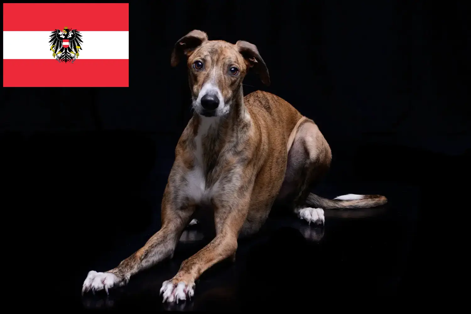 Magyar Agar štěňata a chovatelé Rakousko Zde najdete chovatele magyar agarů v Rakousku.