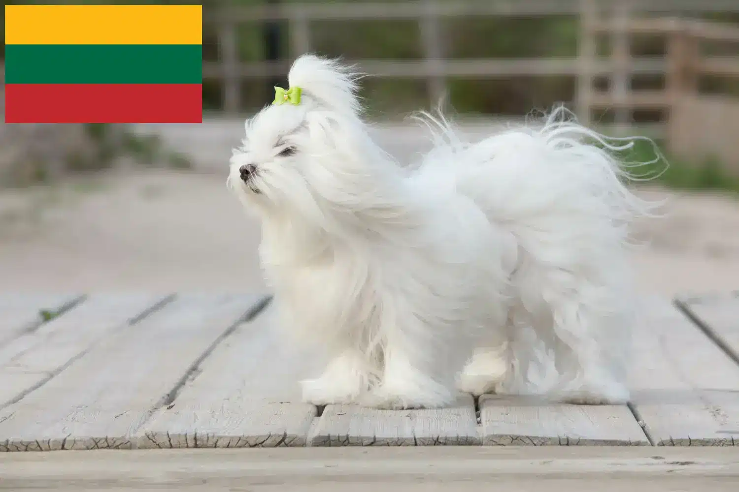 Štěňata maltézských psíků a chovatelé Litva Zde najdete chovatele maltézských psíků v Litvě.