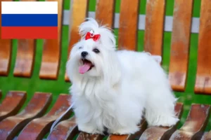 Přečtete si více ze článku Chovatelé maltézských psíků a štěňata v Rusku