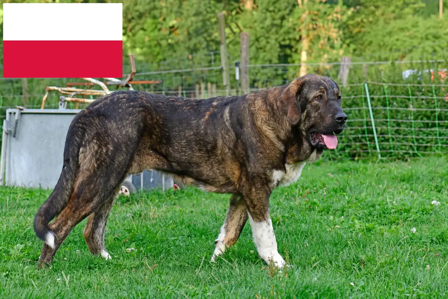 Mastín Español štěňata a chovatelé Polsko Zde najdete chovatele Mastín Españols v Polsku.