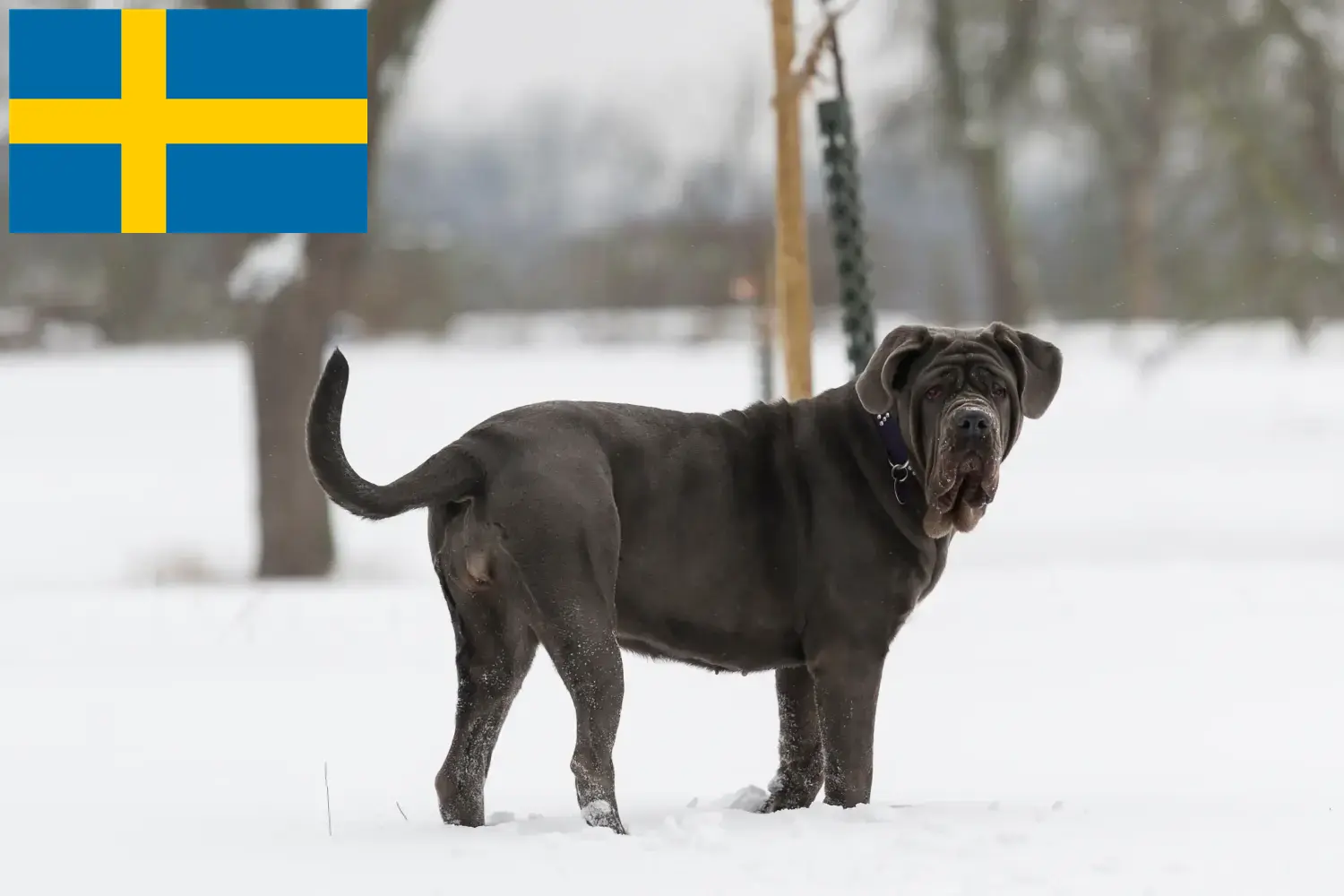 Mastino Napoletano štěňata a chovatelé Švédsko Zde najdete chovatele Mastino Napoletanos ve Švédsku.