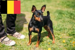 Přečtete si více ze článku Chovatelé miniaturních pinčů a štěňat v Belgii