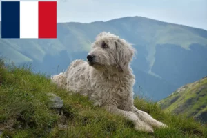 Přečtete si více ze článku Chovatelé mioritů a štěňata ve Francii